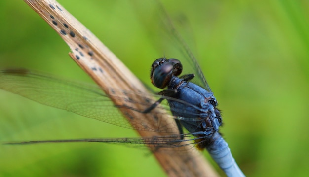 Beautiful dragon-fly sits on the leaf of a tree, selective focus image.