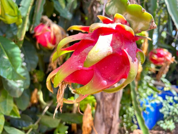 Photo beautiful dragon fruit plant on tropical climate brazil