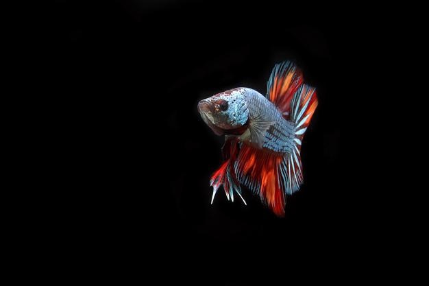 Beautiful dragon nemo betta fighting fish on black blackground