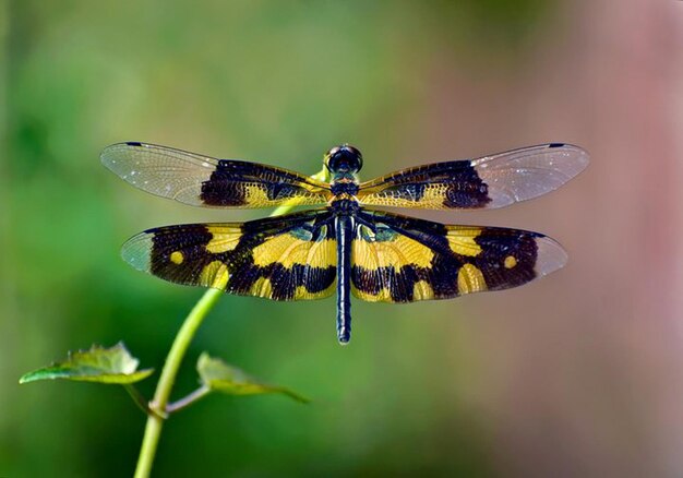 자연에서 아름다운 libellules 자연 이미지 자연에서 아름다움 신선함 사진