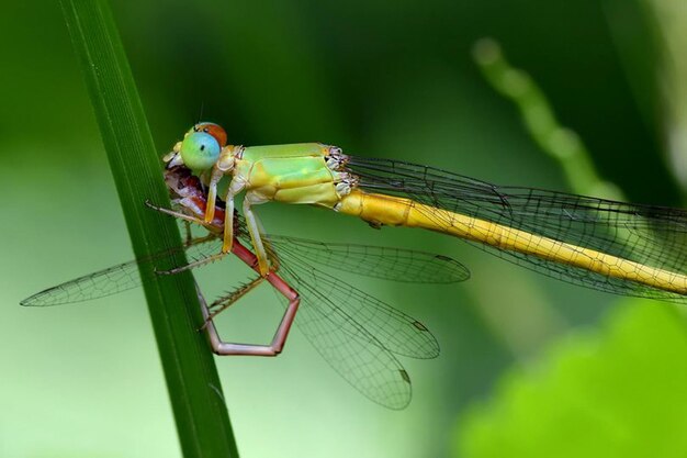 Beautiful Dragonflies in natureNature Imagesbeauty in nature freshnessphotography