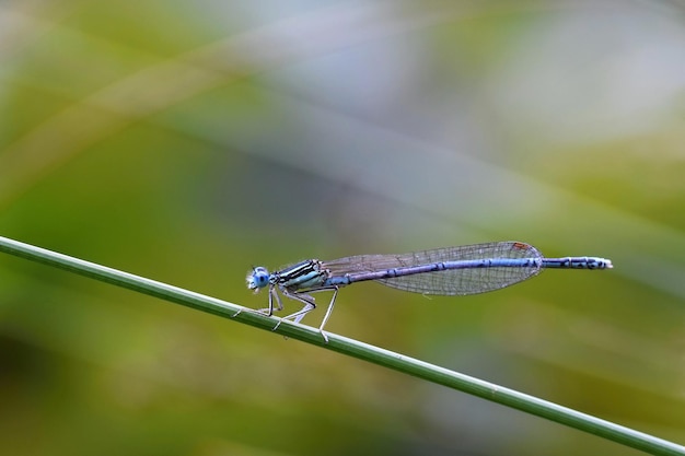 자연 Libellula depressa 곤충의 아름다운 잠자리 매크로 샷을 닫습니다