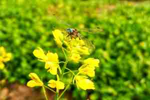 Photo beautiful dragonfly on mustard flower