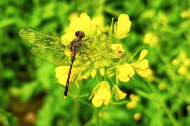 Beautiful dragonfly on mustard flower