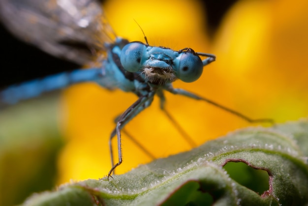 Beautiful  dragonfly in nature, close up macro 