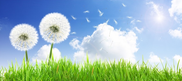 Beautiful dreamy spring nature background with dandelion