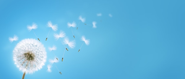 Beautiful dreamy spring nature background with dandelion