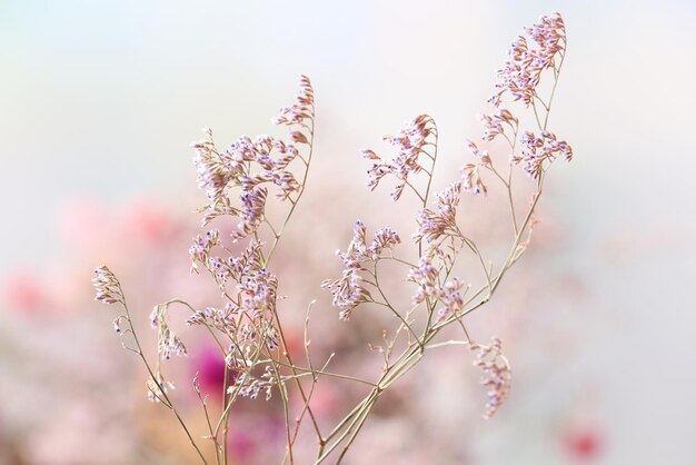 Beautiful dried flowers on bright background