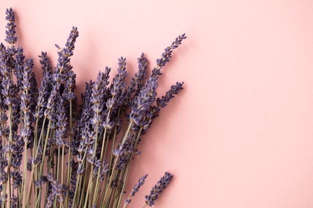 Bellissimi fiori di lavanda essiccati su uno sfondo rosa pastello