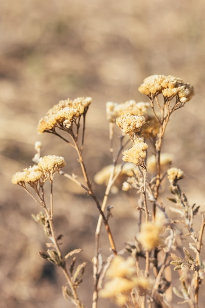 Beautiful dried plants flowers against a blurred nature background