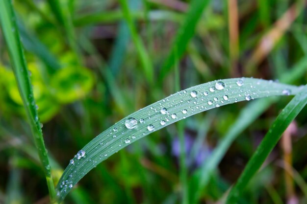 Beautiful drops of transparent rain water on a green leaf