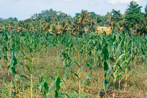 beautiful dry corn plants under sunlight in Tabanan, Bali premium photo