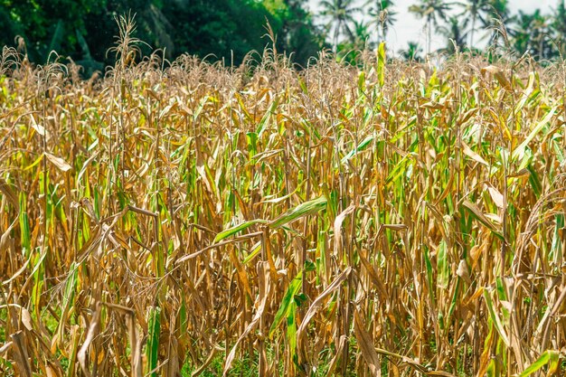 красивые сухие растения кукурузы под солнечным светом в Табанане, Бали фото премиум-класса