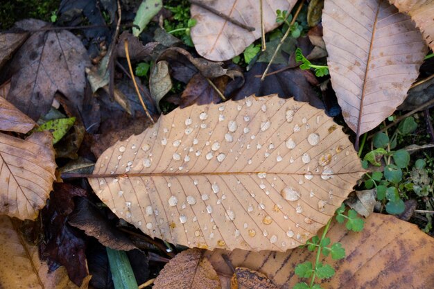 Beautiful dry leaves on as an autumn background