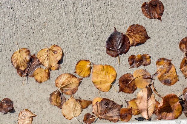 Foto belle foglie secche come sfondo autunnale