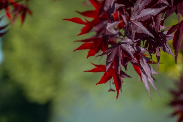 Beautiful dry leaves as an autumn background