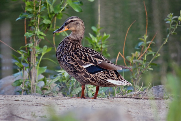 Photo beautiful duck on the edge of a lake, lit by the morning sun