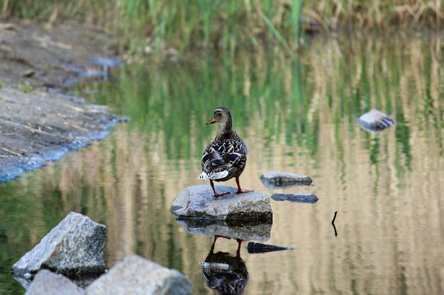 Beautiful Duck on the edge of a lake, lit by the morning sun