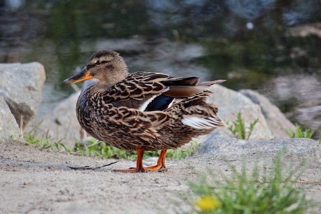 Photo beautiful duck on the edge of a lake