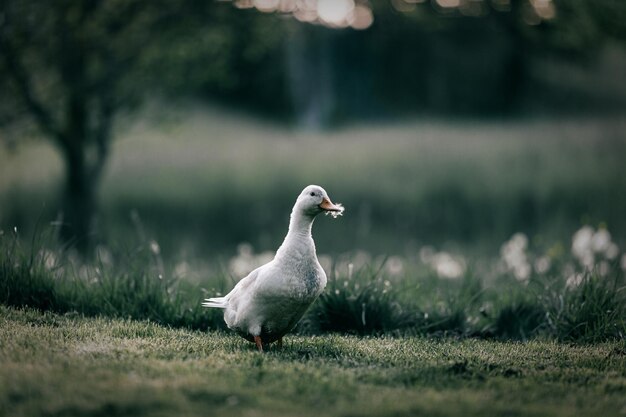 Красивая утка, идущая по траве на открытом воздухе.