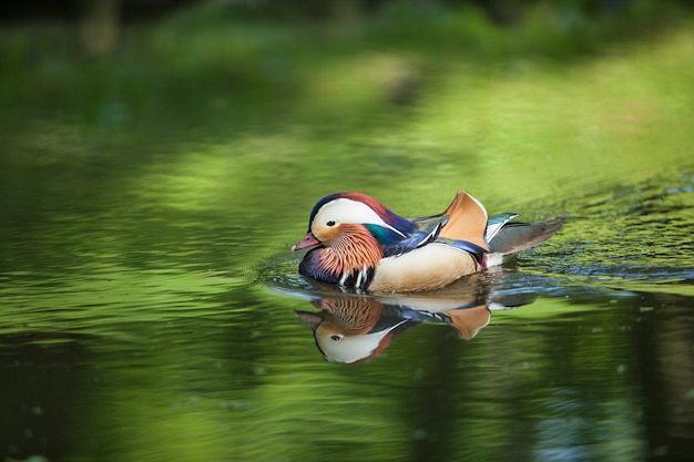 Beautiful duck swim in the river.