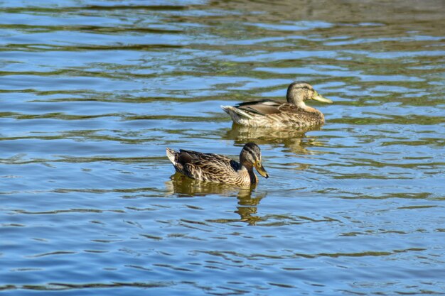 Beautiful duck swims in the lake