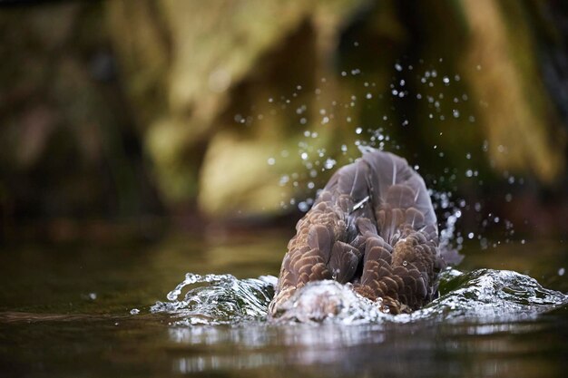 A beautiful duck swims in the water in denmark closeup