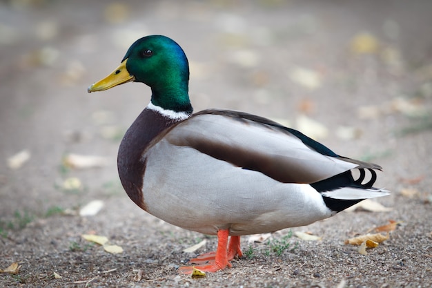 公園で歩く美しいアヒル