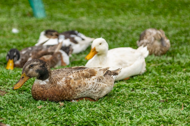 Photo beautiful ducks lying on the grass resting.