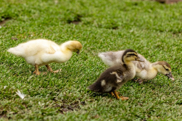 Beautiful ducks lying on the grass resting.