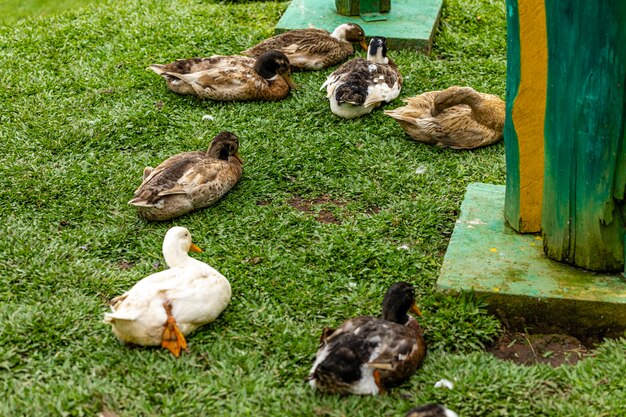 Beautiful ducks lying on the grass resting