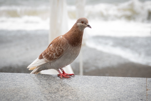 Beautiful dun pigeon sitting on the waterfront