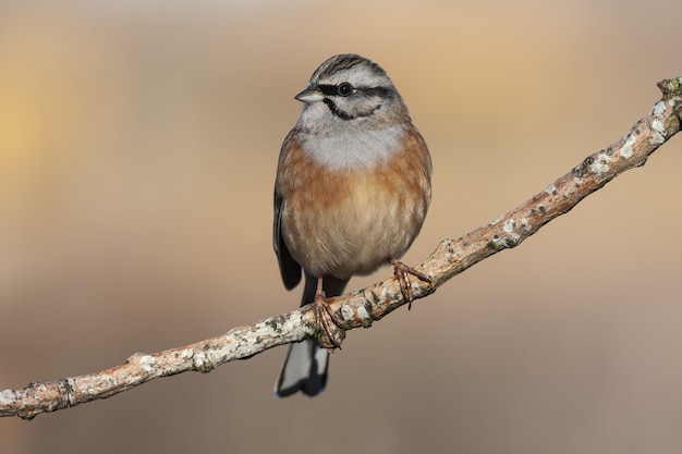 木の枝にとまる美しいカヤクグリ（Prunellamodularis）