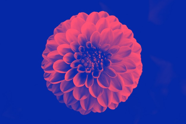 Beautiful duotone flower. 