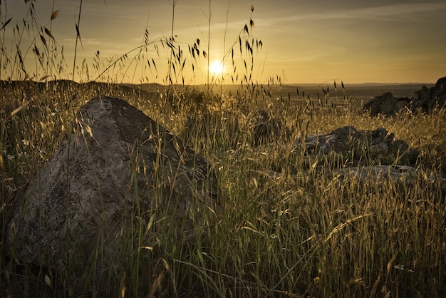 Beautiful dusk in the field with grass and rocks