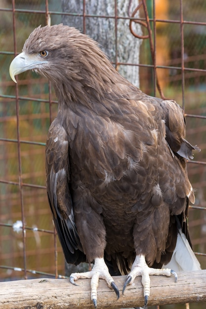 Beautiful eagle in a cage zoo