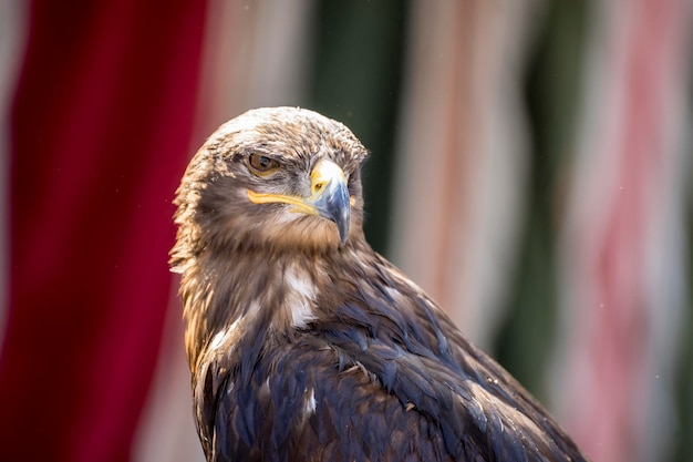 beautiful eagle in a display of birds of prey