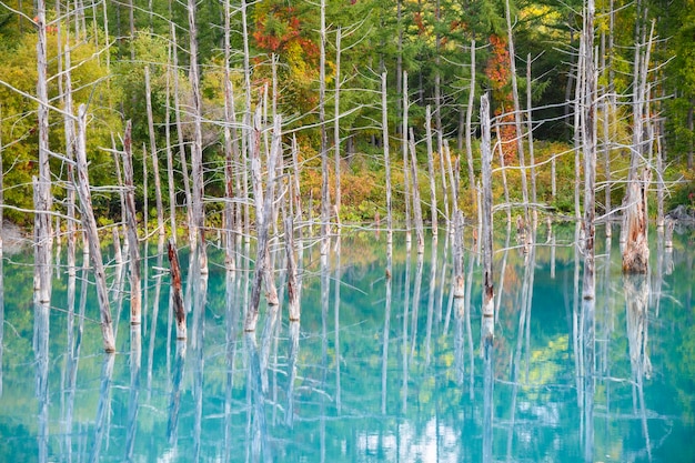 Photo beautiful early autumn view of shirogane blue pond or aoike in biei town in hokkaido japan