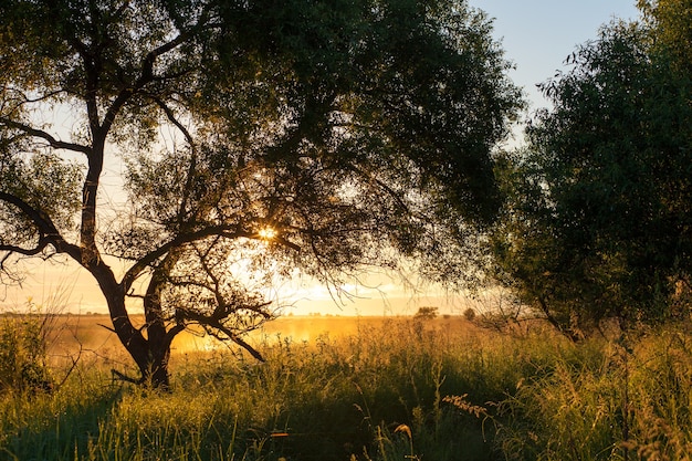 Beautiful early sunny summer morning landscape