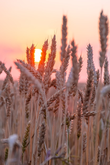 Beautiful ears of wheat. Sunset or dawn wheat field. Shallow depth of field