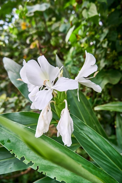 Beautiful Easter lily flowers grow wild near the stream