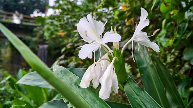 美しいテッポウユリの花が小川の近くで自生します