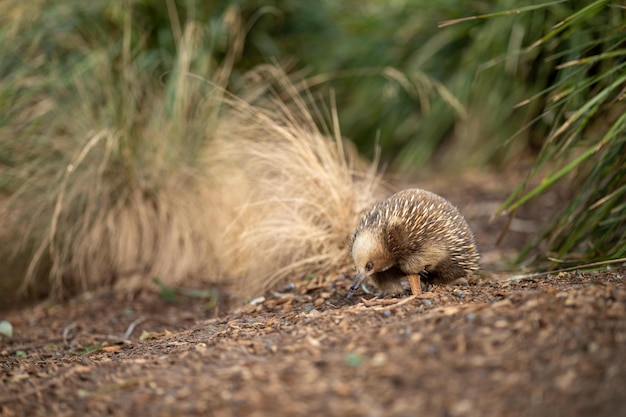 Beautiful echidna in the Australian bush in the tasmanian outback Australian wildlife in a national park in Australia in spring