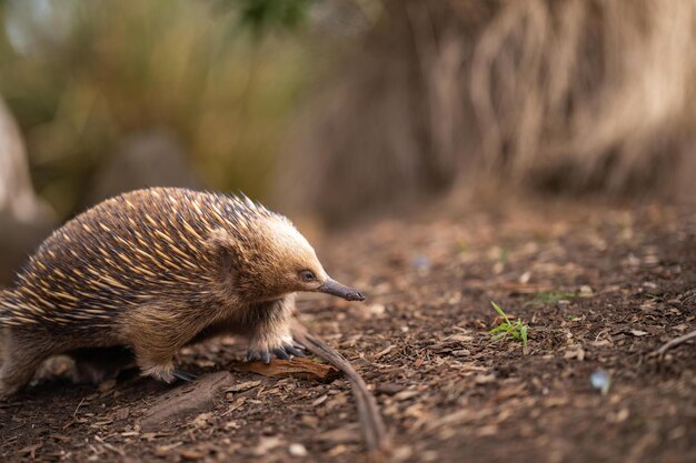 Foto bella echidna nel bush australiano nell'entroterra della tasmania fauna australiana in un parco nazionale in australia in primavera