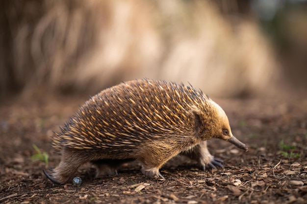 Photo beautiful echidna in the australian bush in the tasmanian outback australian wildlife in a national park in australia in spring