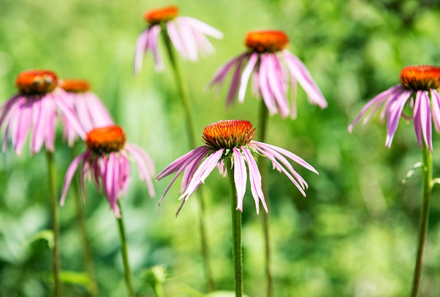 Beautiful echinacea purple flower in the garden