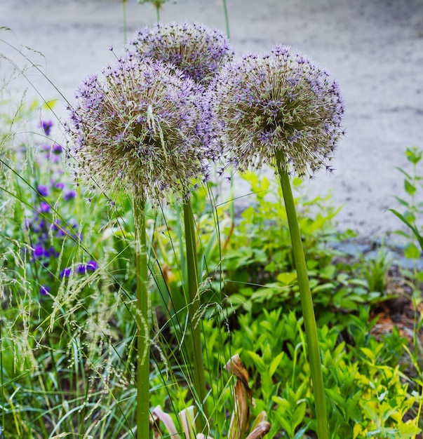 Beautiful Echinops flowers in the flower bed of the park