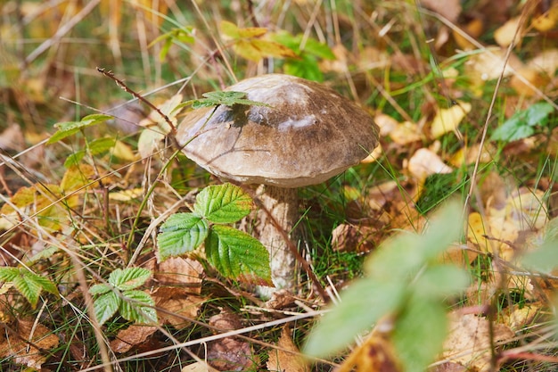 beautiful edible mushroom in the autumn forest