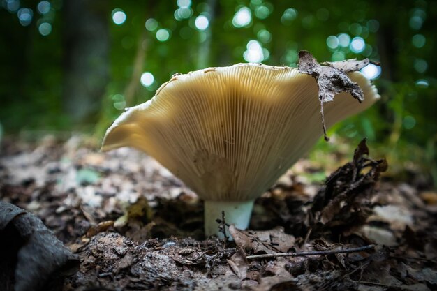 Beautiful edible mushroom growing in the forest in late summer woodland scenery in northern europe