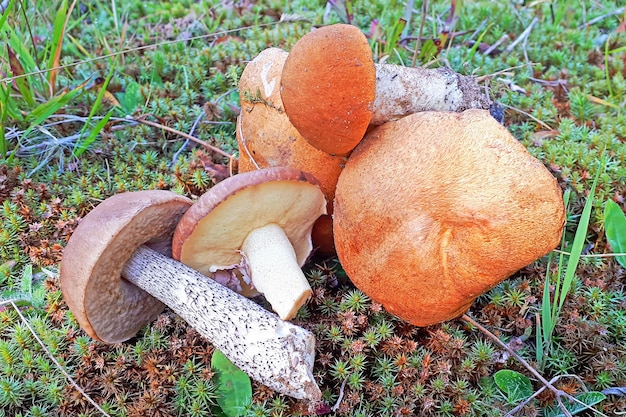 Beautiful edible mushrooms lie on thr green moss in the forest